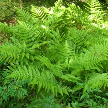 Brilliance Autumn Fern